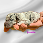 Bernedoodle Puppy For Sale