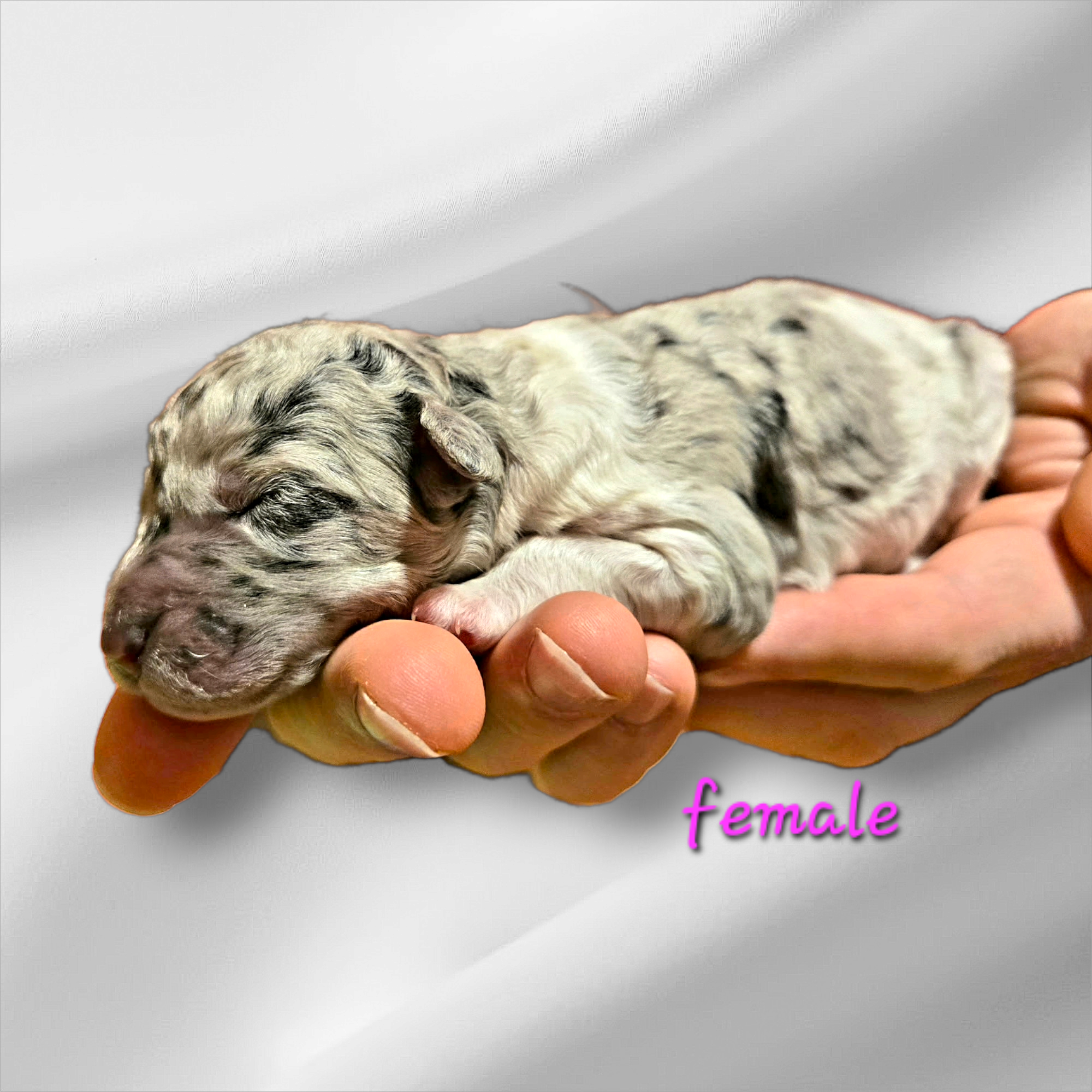 Bernedoodle Puppy For Sale