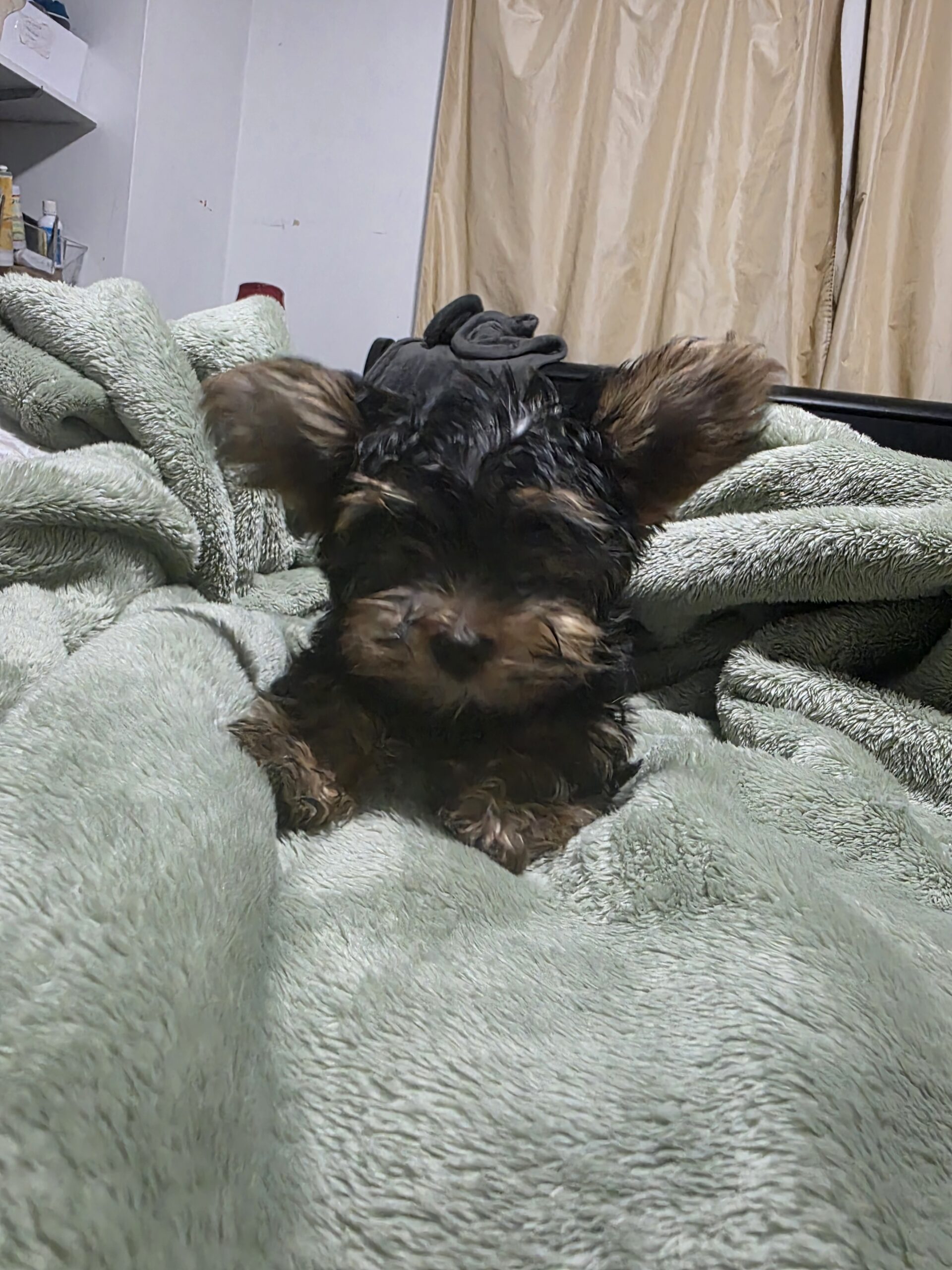 Yorkshire Terrier teacup puppies for sale