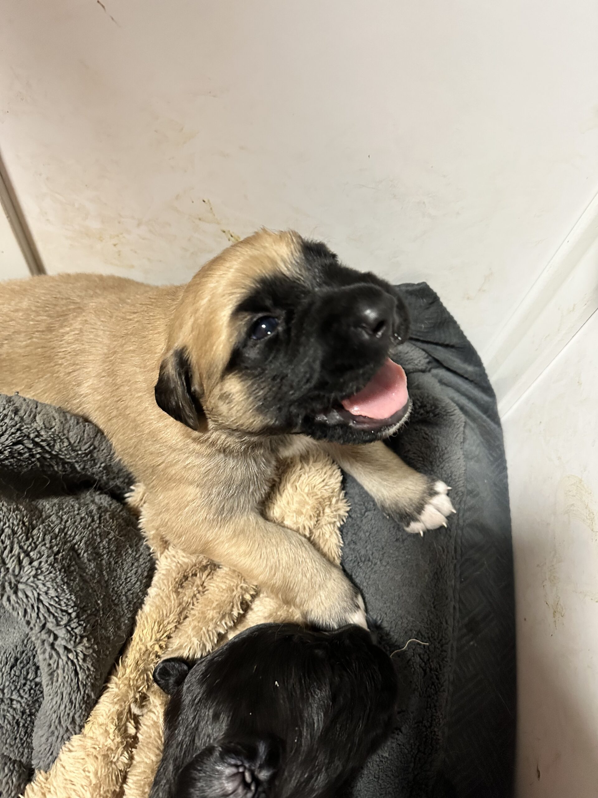 mixed breed puppies for sale