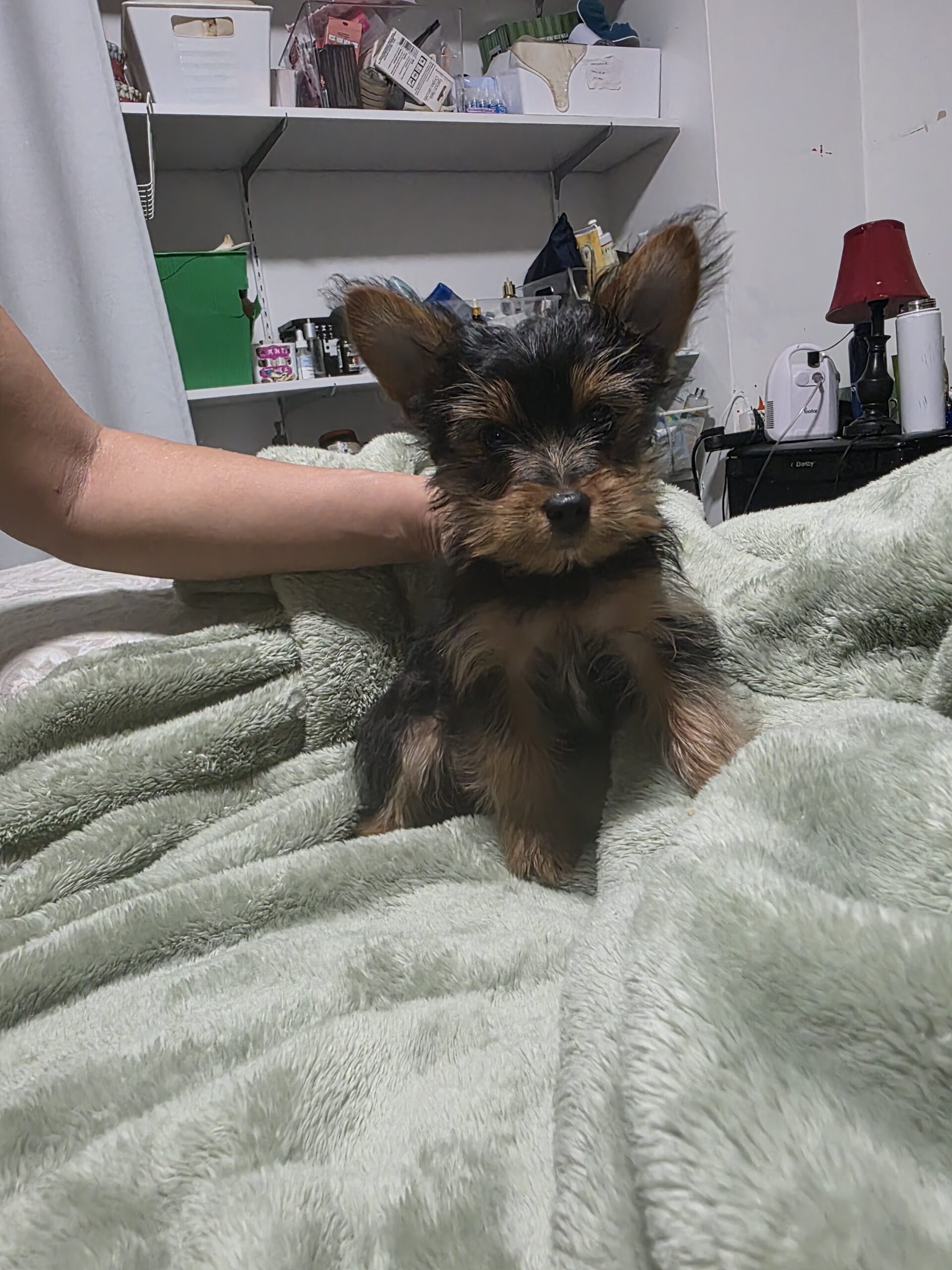 Yorkshire Terrier teacup puppies for sale