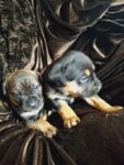 Puppies for sale
