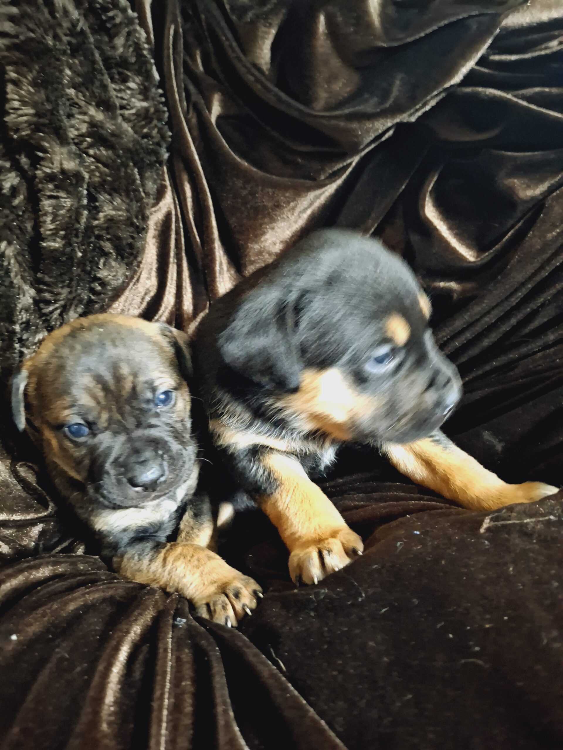 Puppies for sale