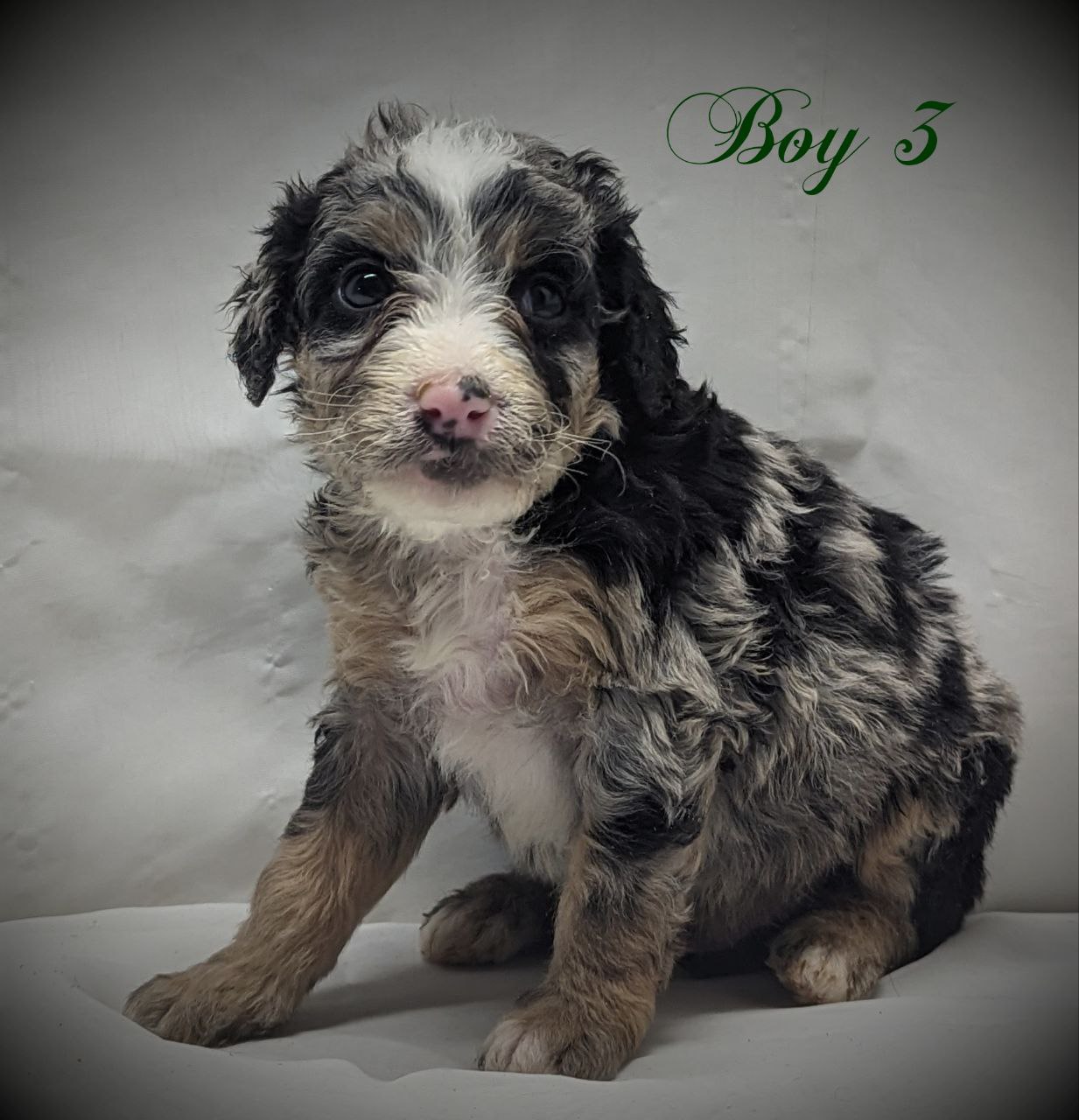 Bernedoodle Puppy for sale