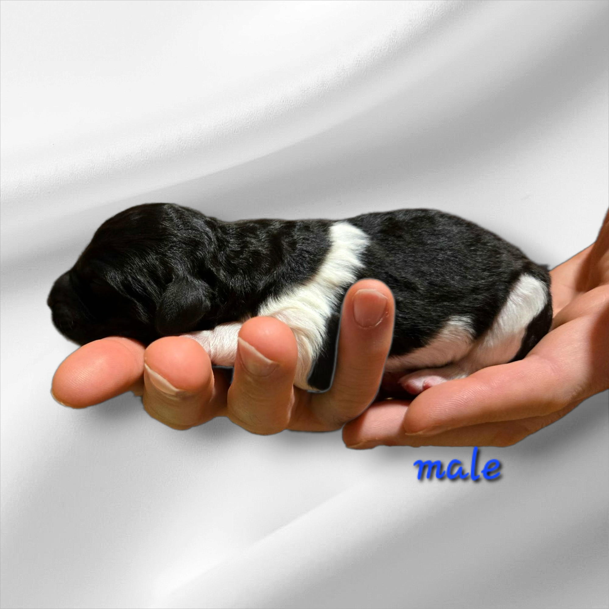 Bernedoodle Puppy For Sale