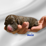 Bernedoodle Puppy For Sale