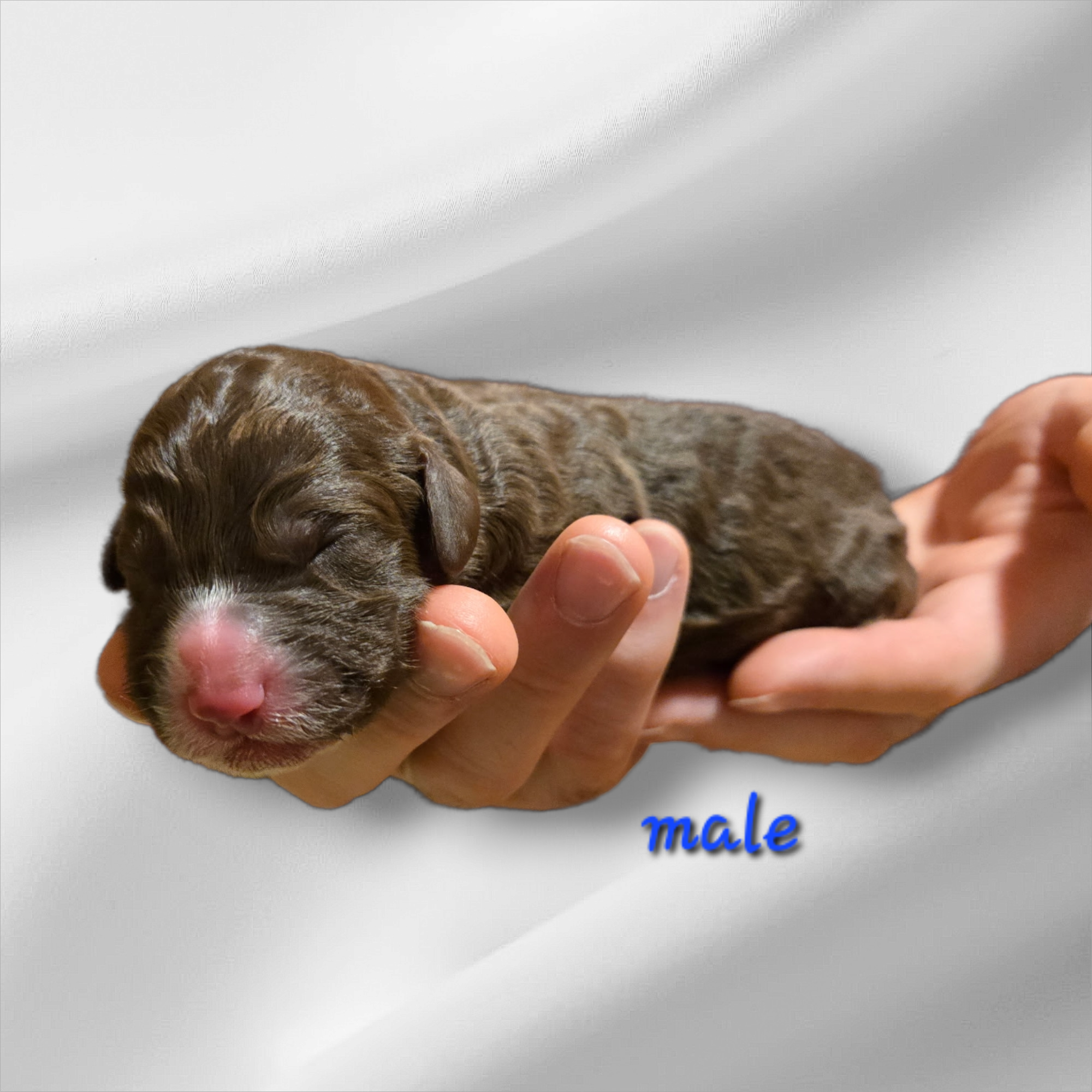 Bernedoodle Puppy For Sale