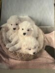 Samoyed Puppies for sale