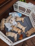 Golden Retriever Puppies for sale