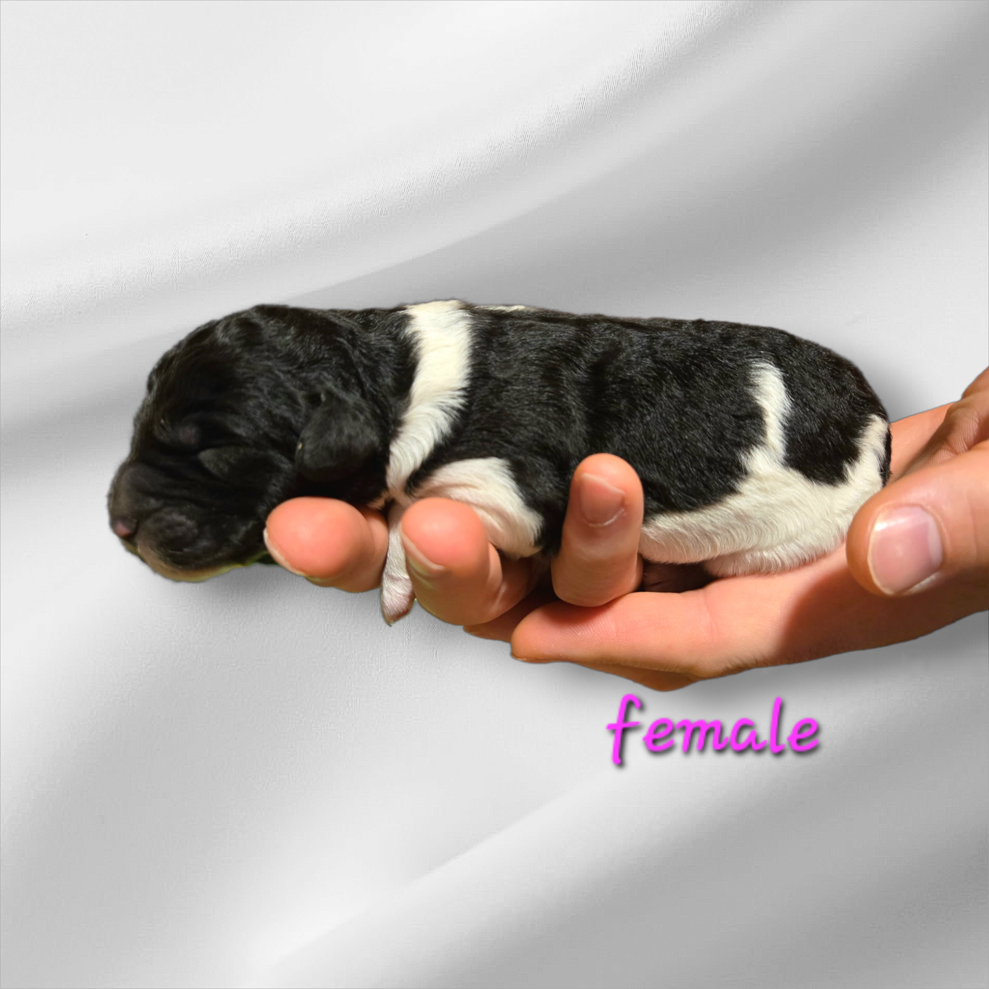 Bernedoodle Puppy For Sale