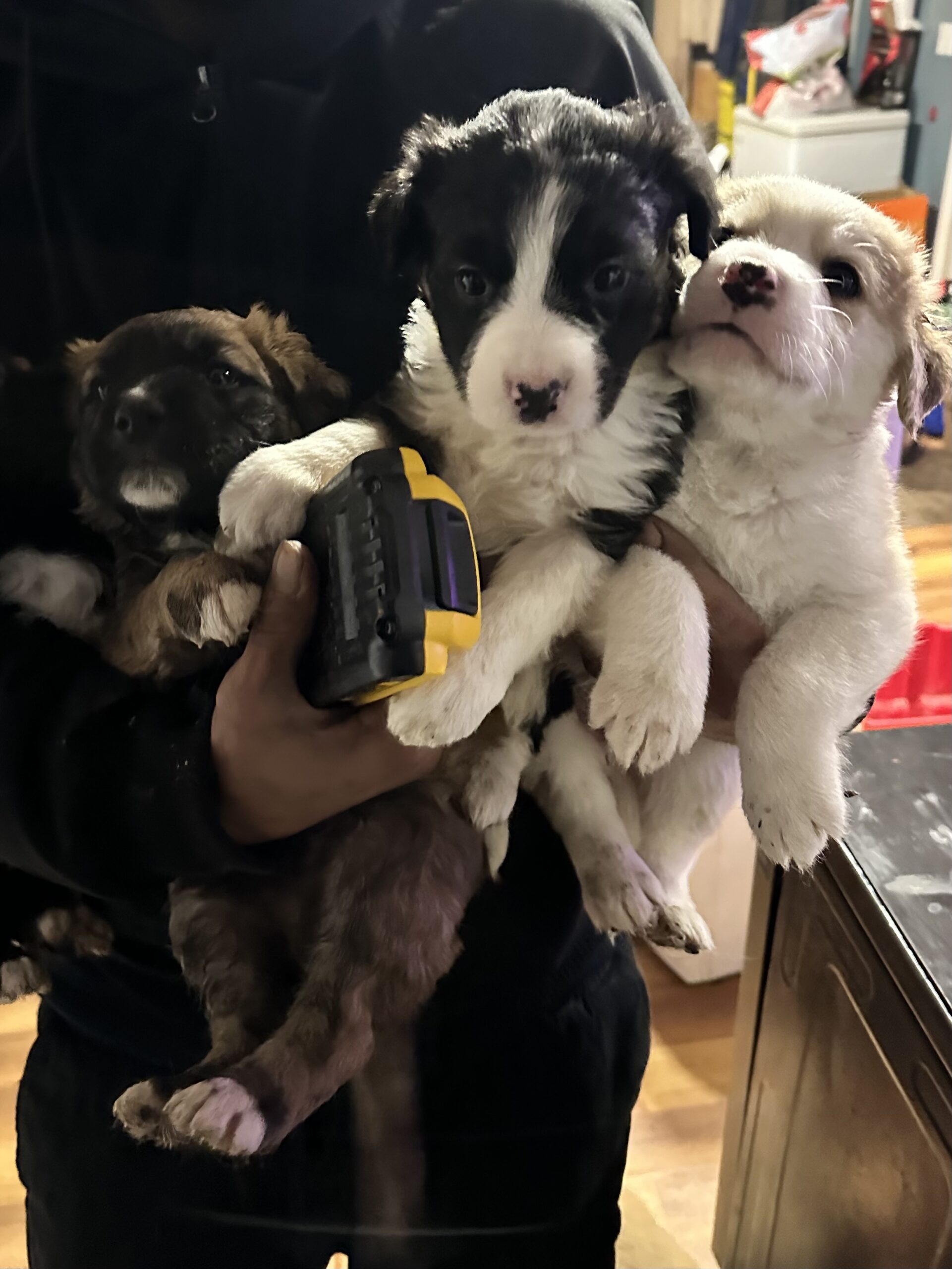 mixed breed puppies for adoption!
