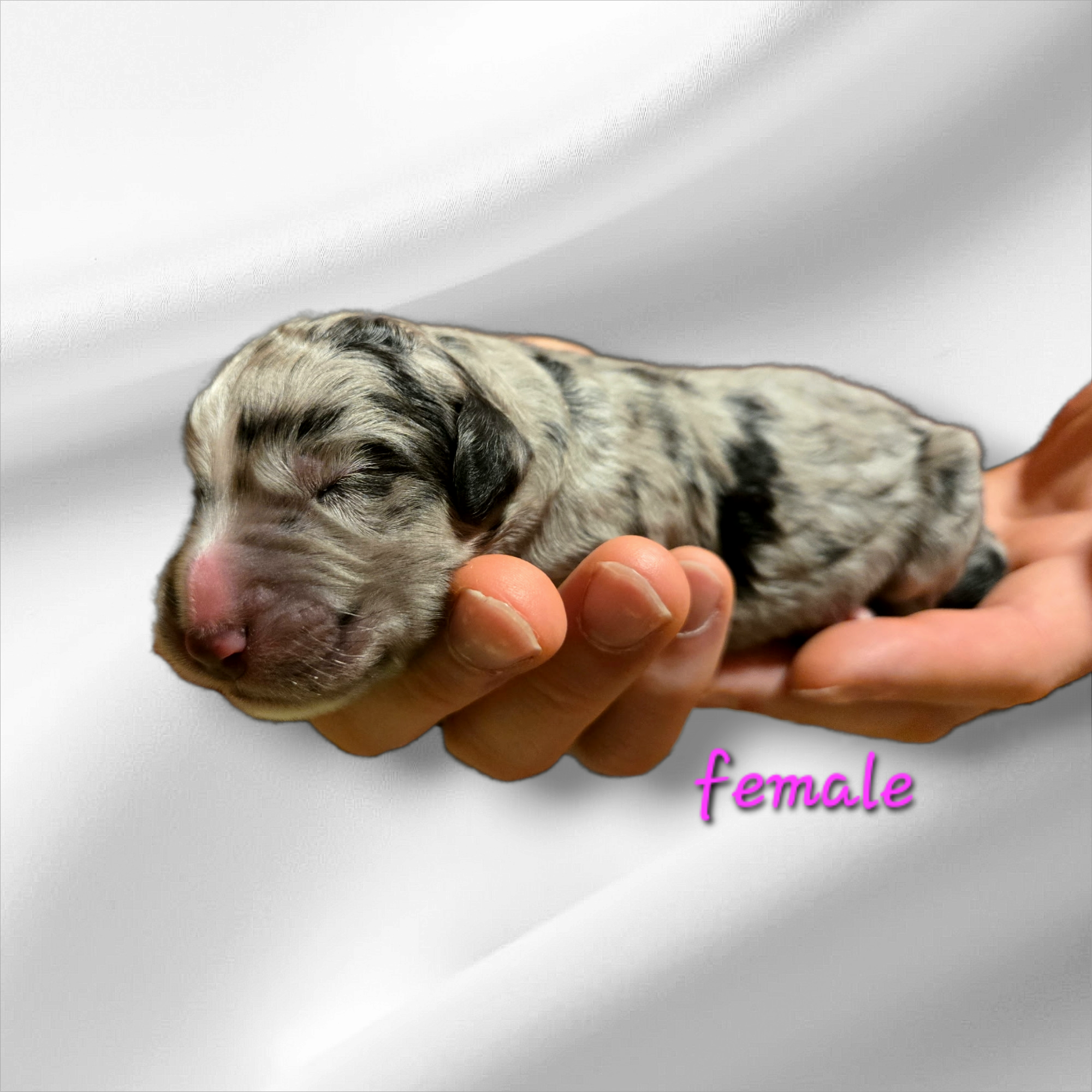 Bernedoodle Puppy For Sale