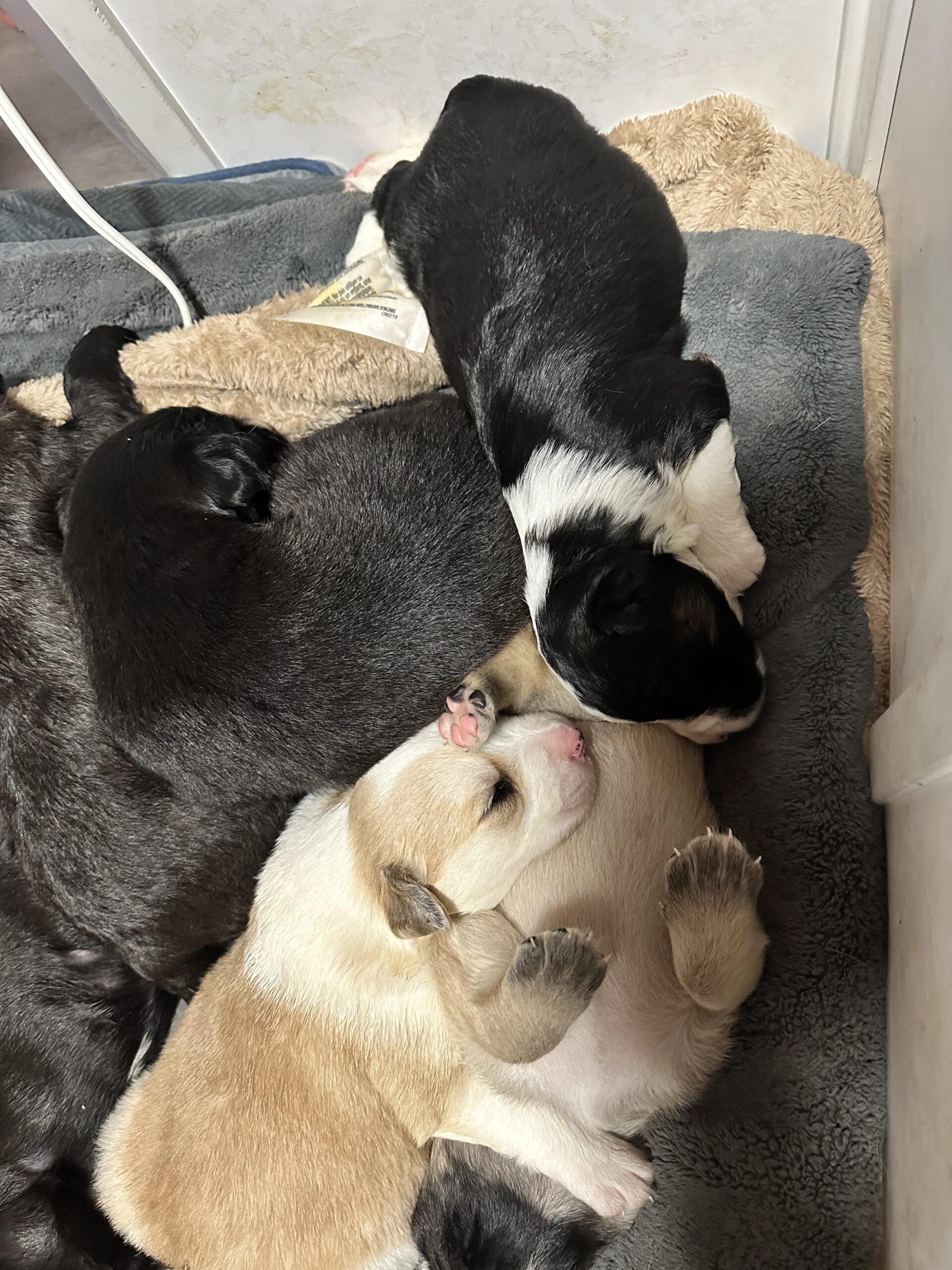 mixed breed puppies for sale