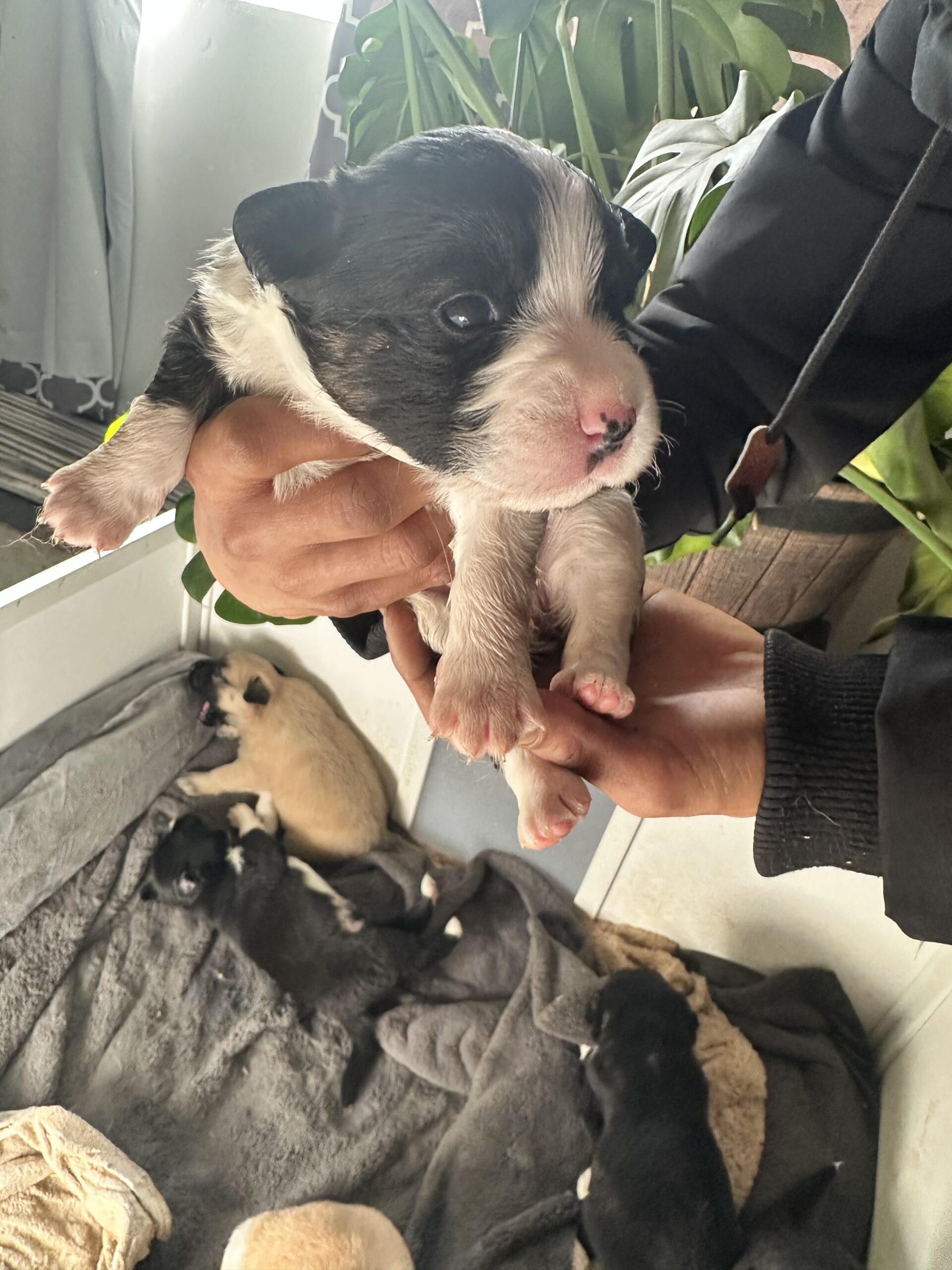 mixed breed puppies for sale