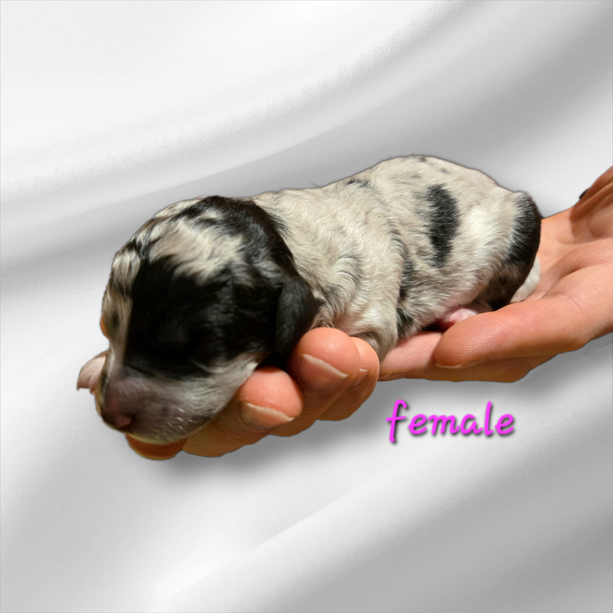 Bernedoodle Puppy For Sale