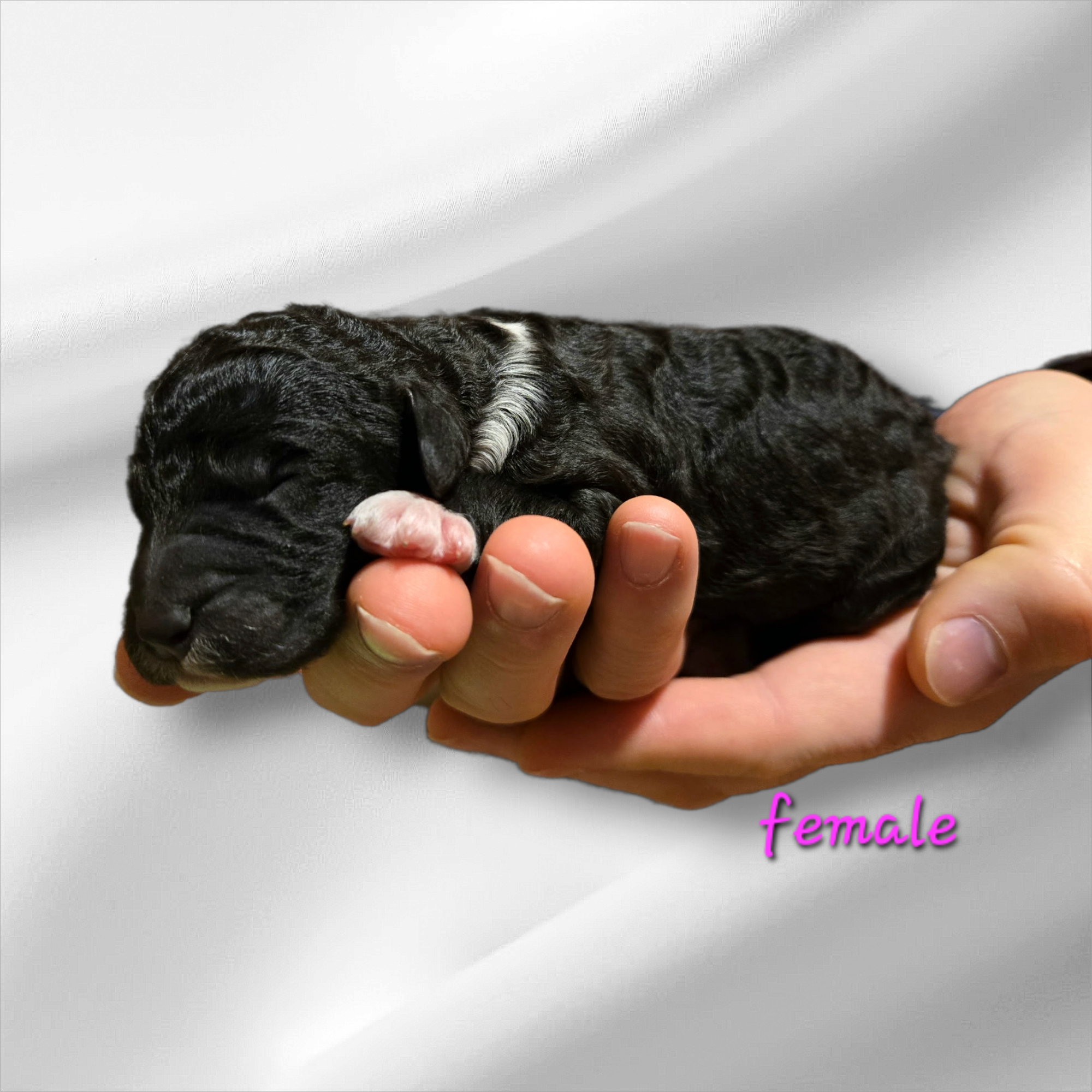 Bernedoodle Puppy For Sale