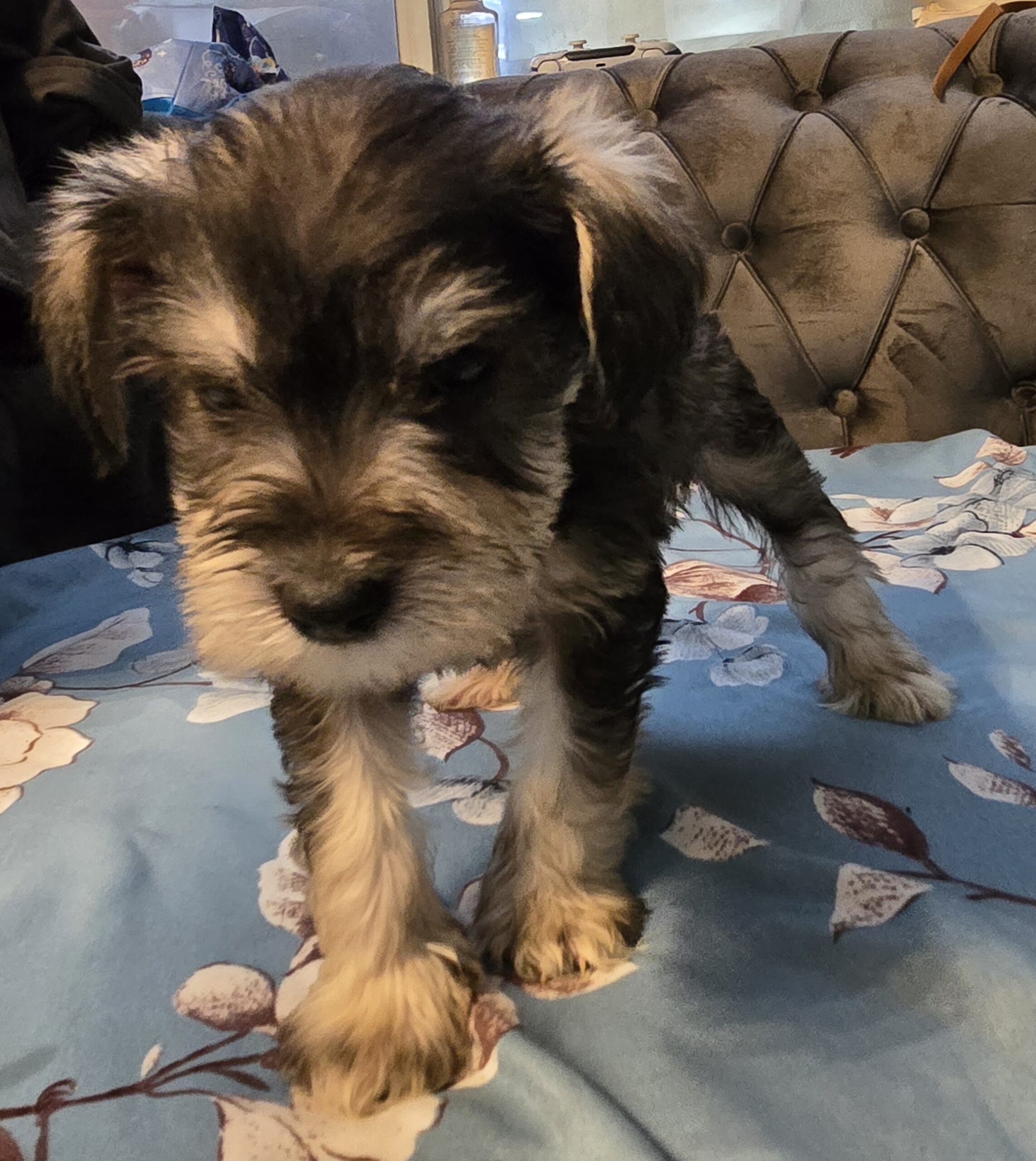 Puppies for sale Isabella