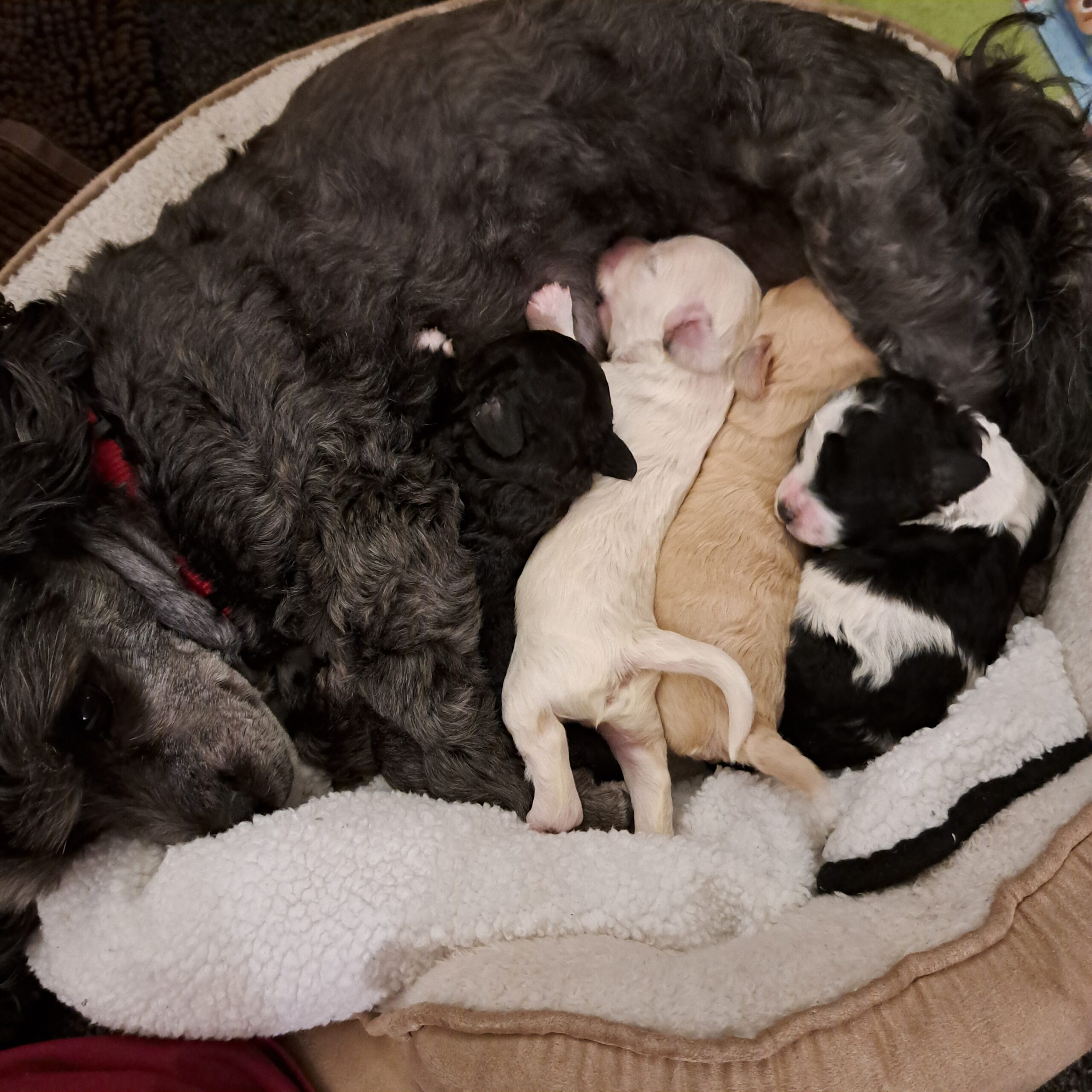 Bichon-Frise Toy Poodle Puppies for sale