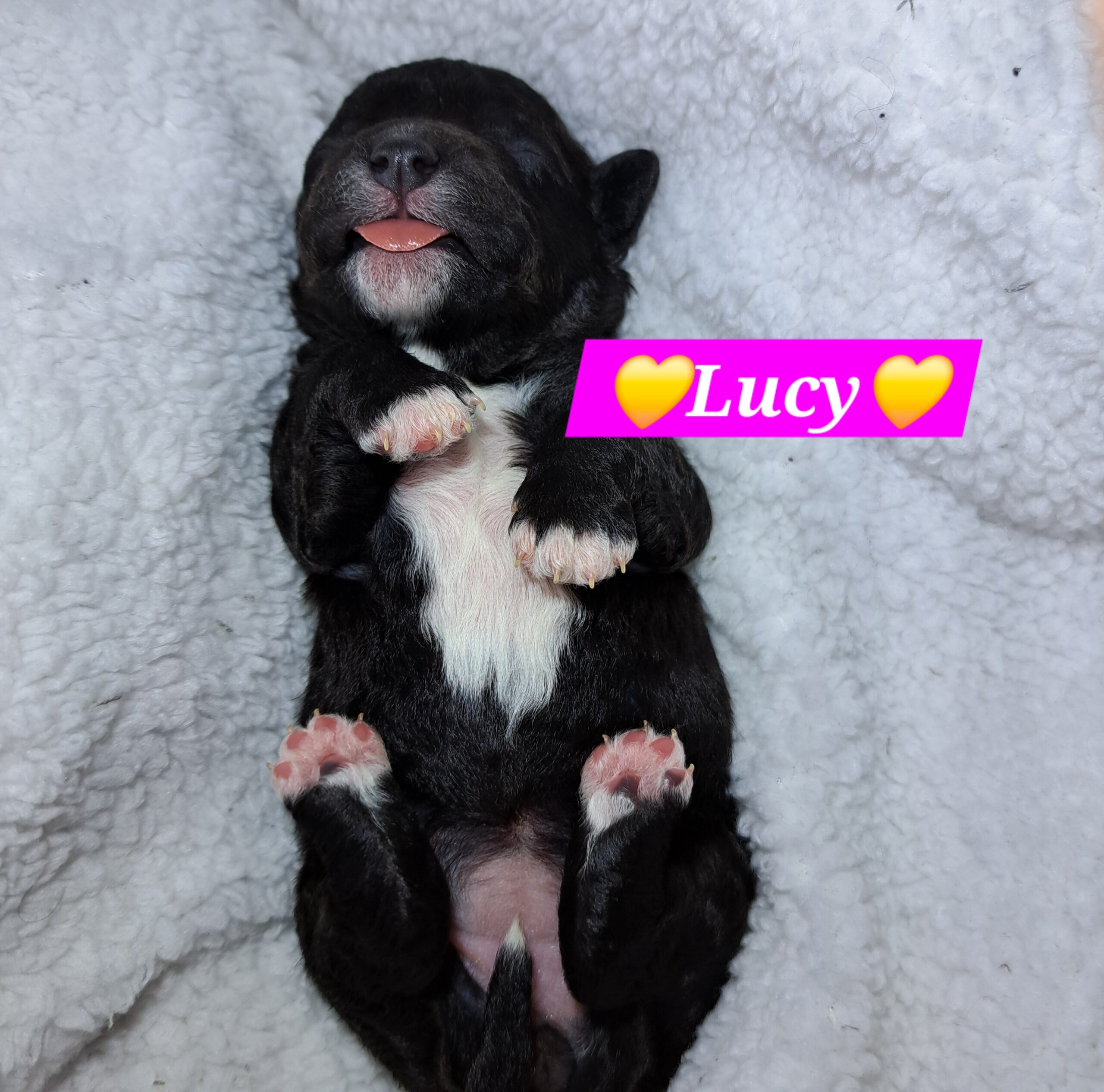 Bichon-Frise Toy Poodle Puppies for sale