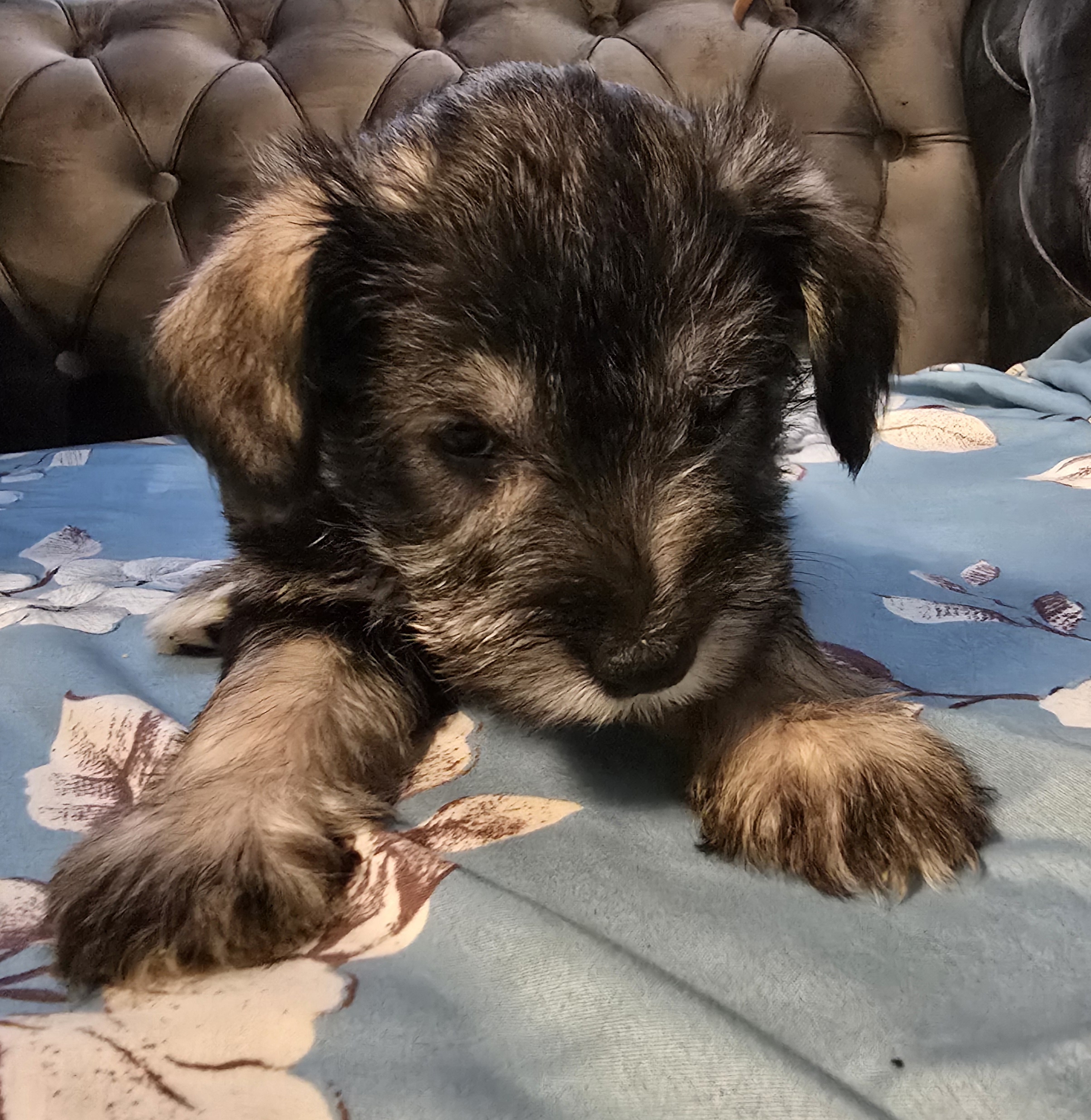 Puppies for sale Alma