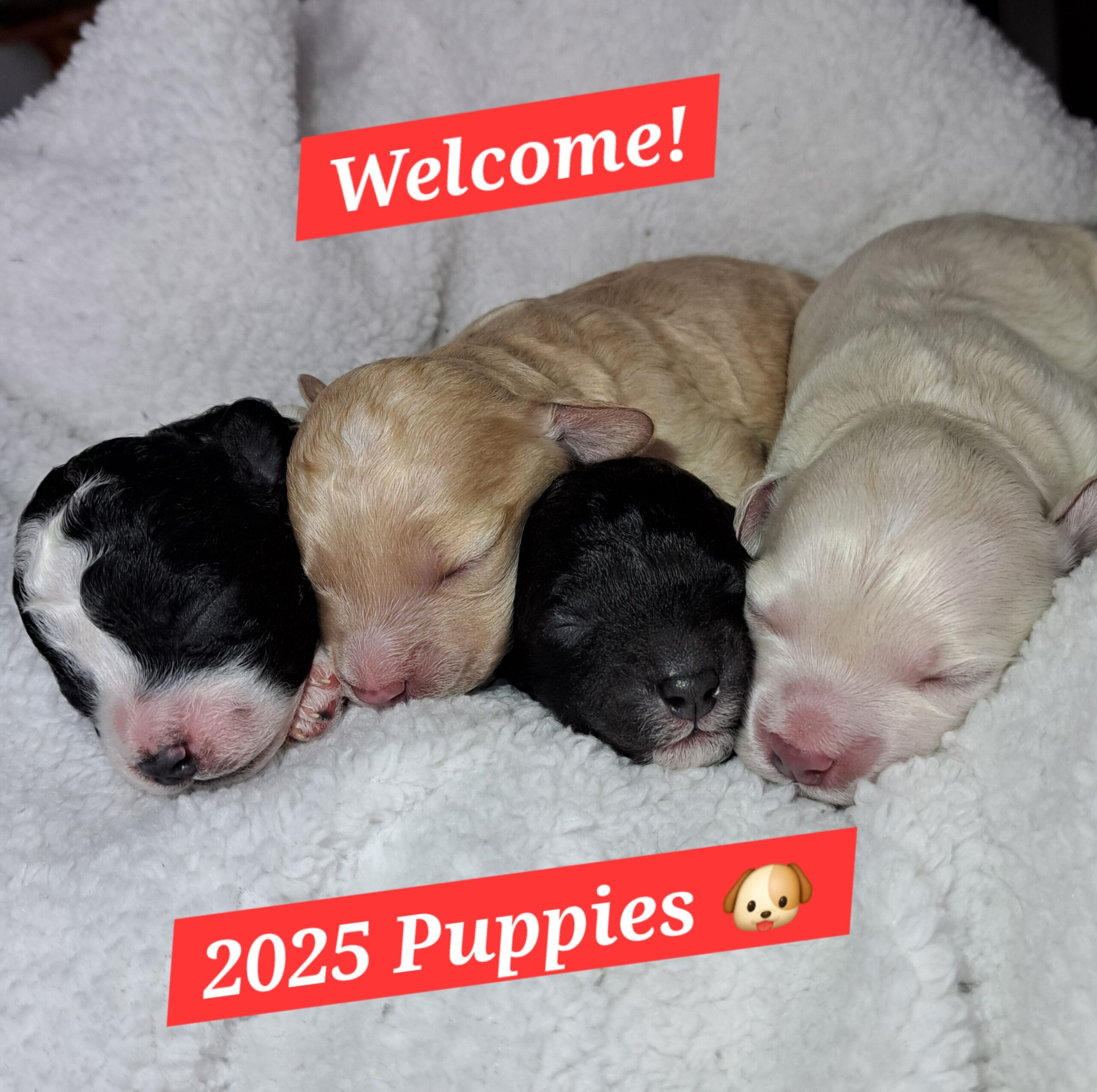 Bichon-Frise Toy Poodle Puppies for sale