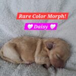 Bichon-Frise Toy Poodle Puppies for sale