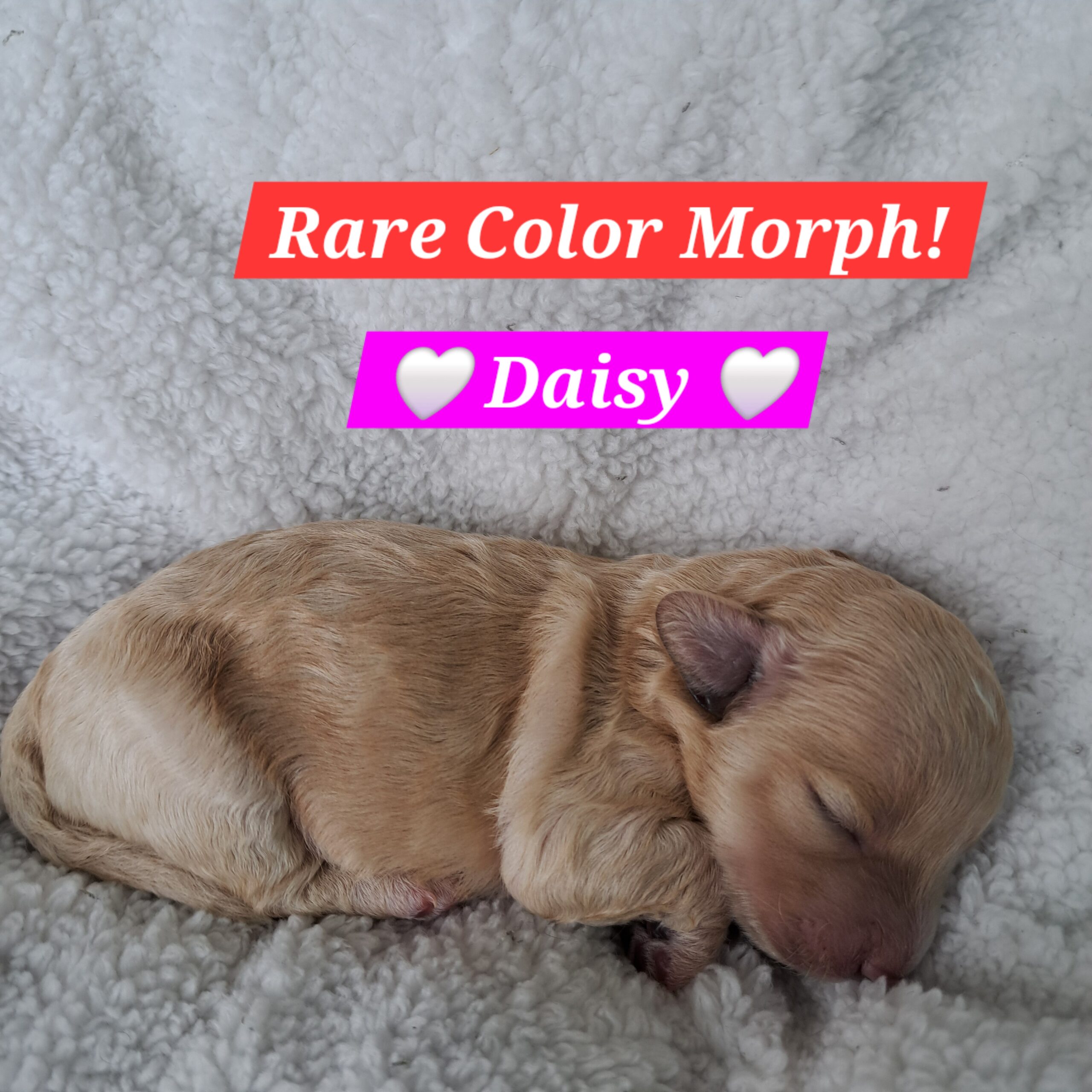 Bichon-Frise Toy Poodle Puppies for sale