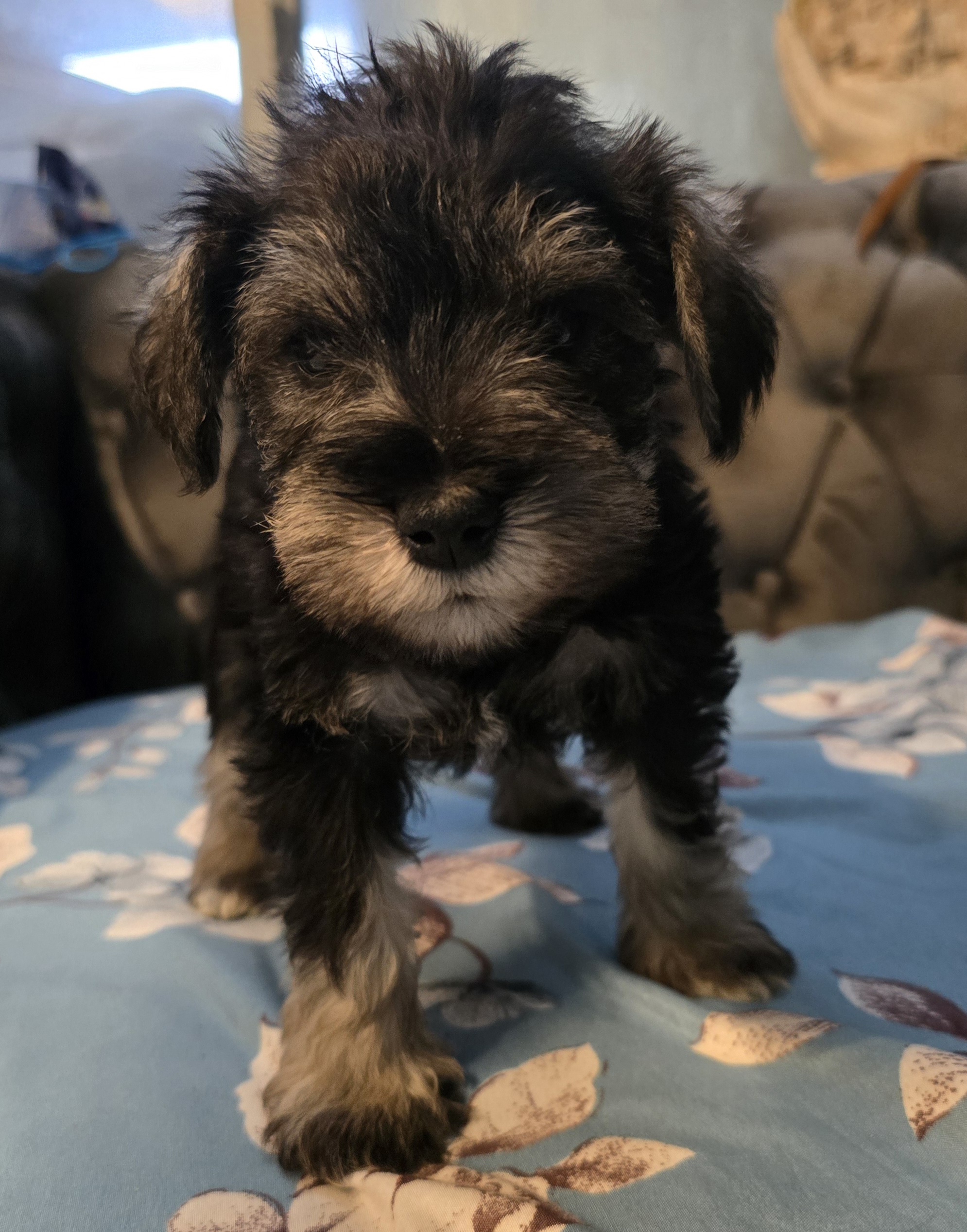 Puppies for sale Dolores