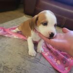 Puppies for sale