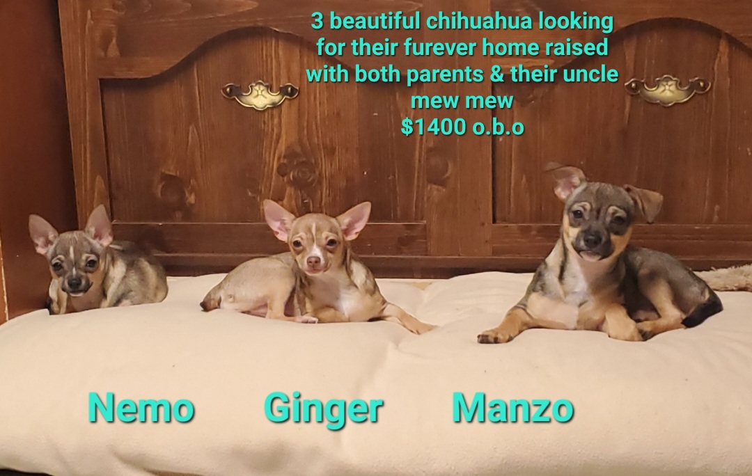 Chihuahua Puppies for sale