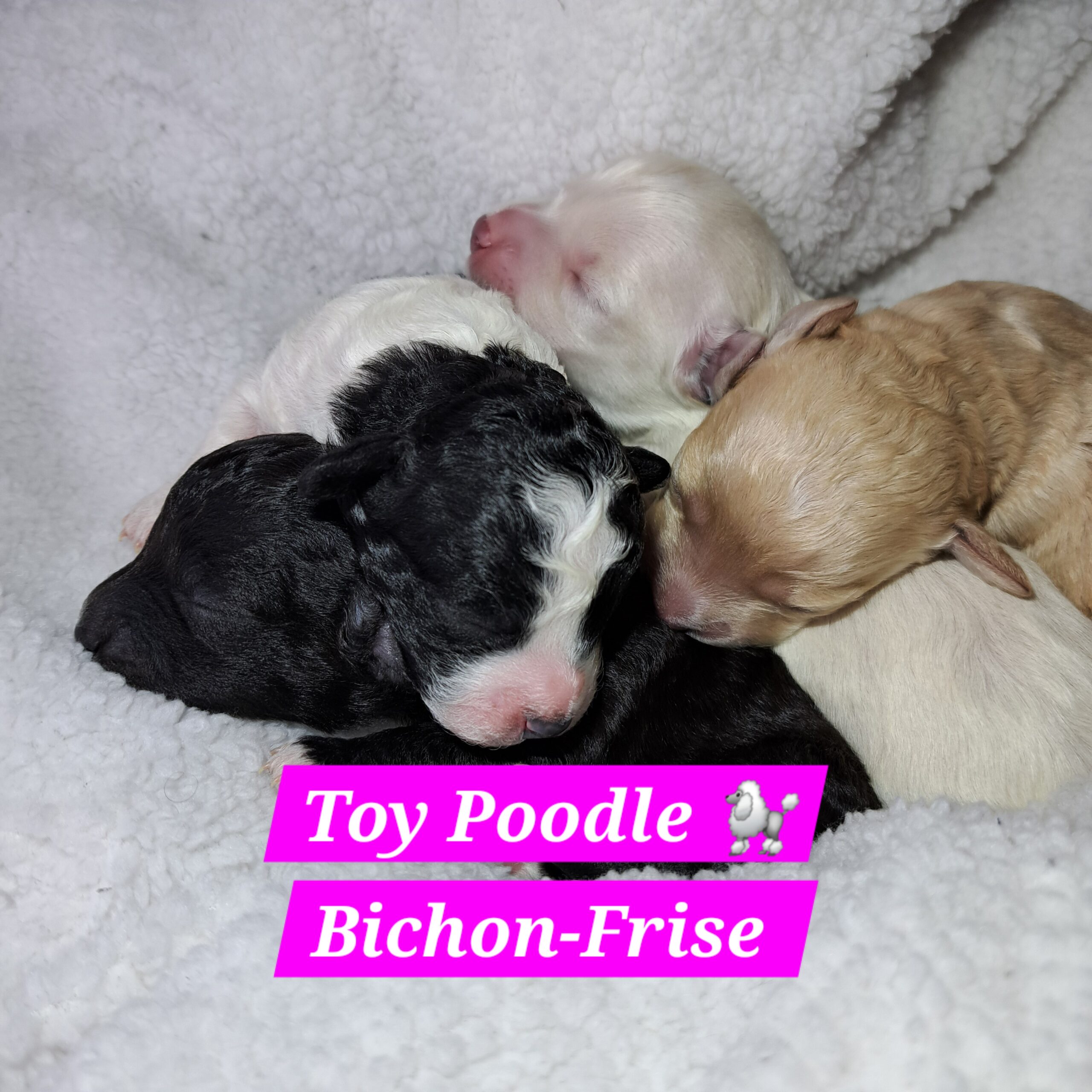 Bichon-Frise Toy Poodle Puppies for sale