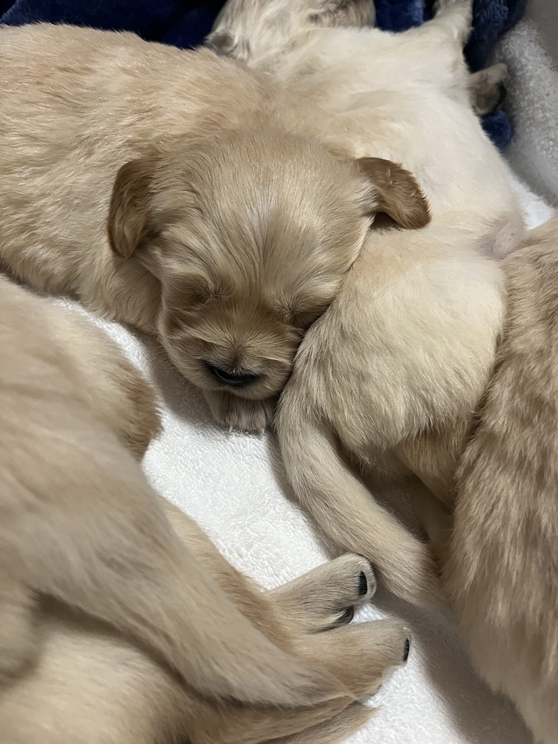 Puppies for sale