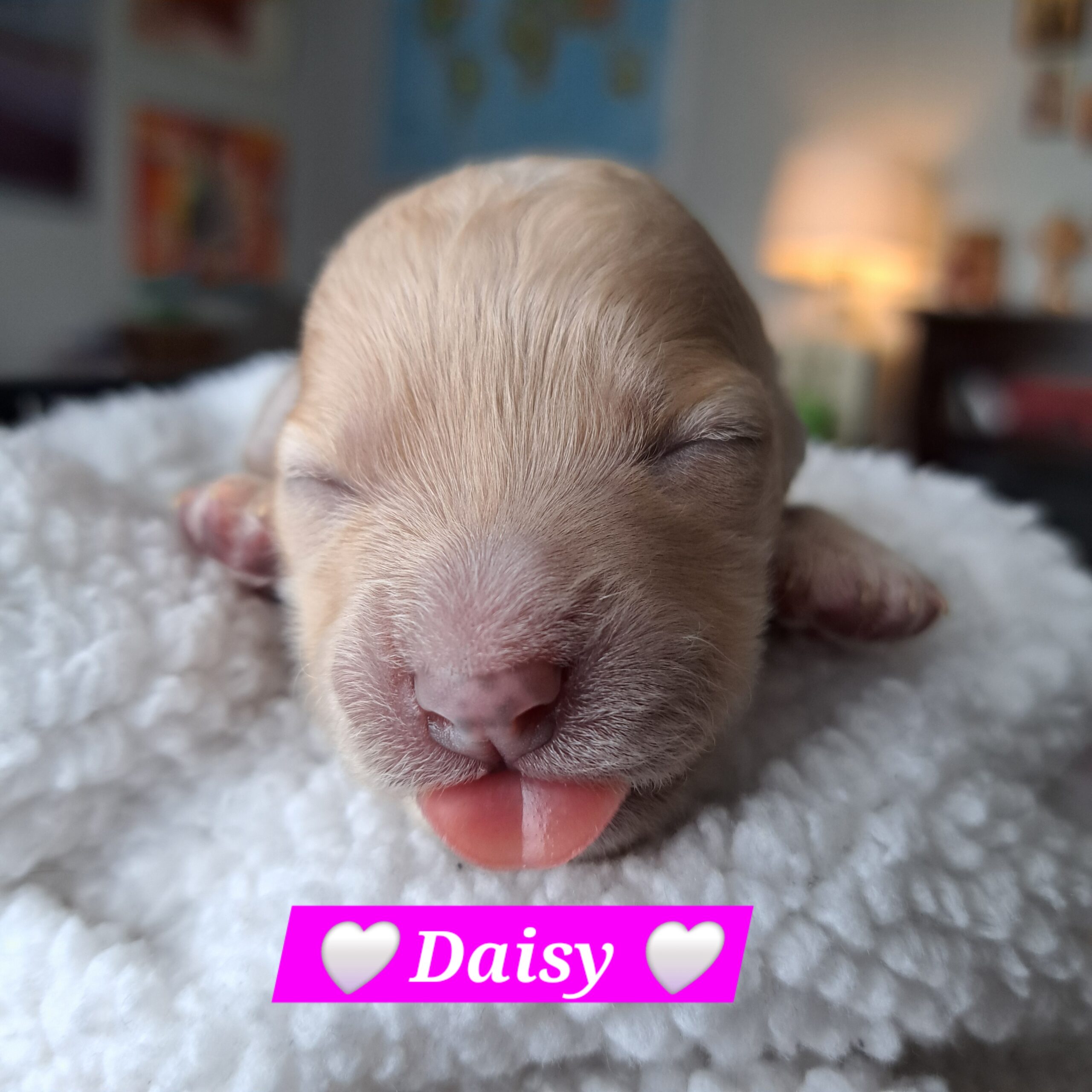 Bichon-Frise Toy Poodle Puppies for sale