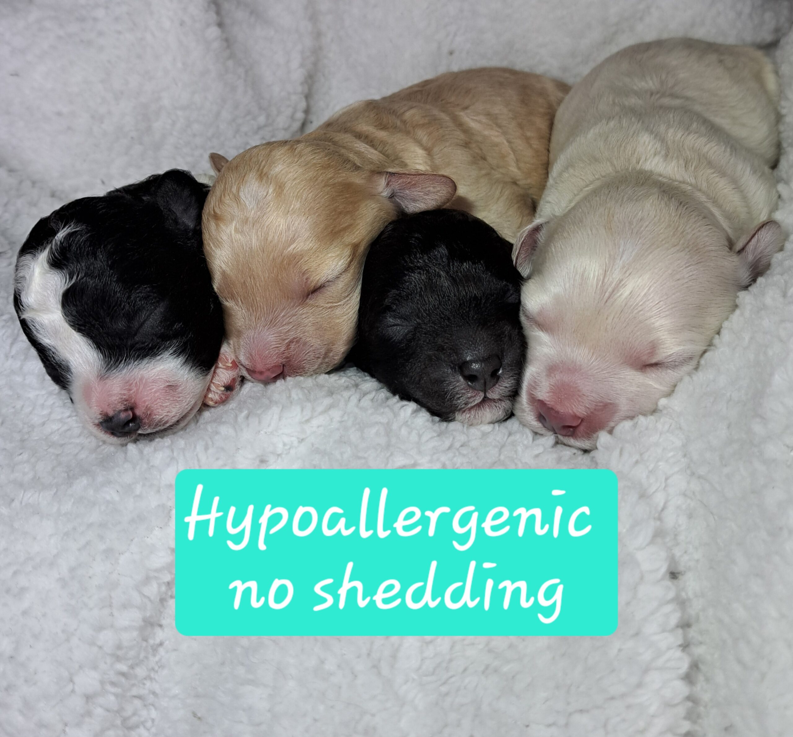 Bichon-Frise Toy Poodle Puppies for sale