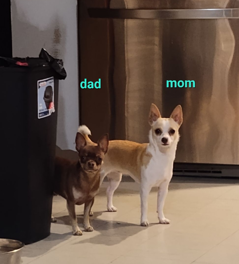 Chihuahua Puppies for sale