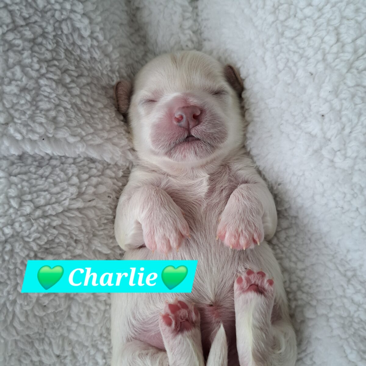 Bichon-Frise Toy Poodle Puppies for sale