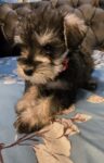 Puppies for sale Pepita