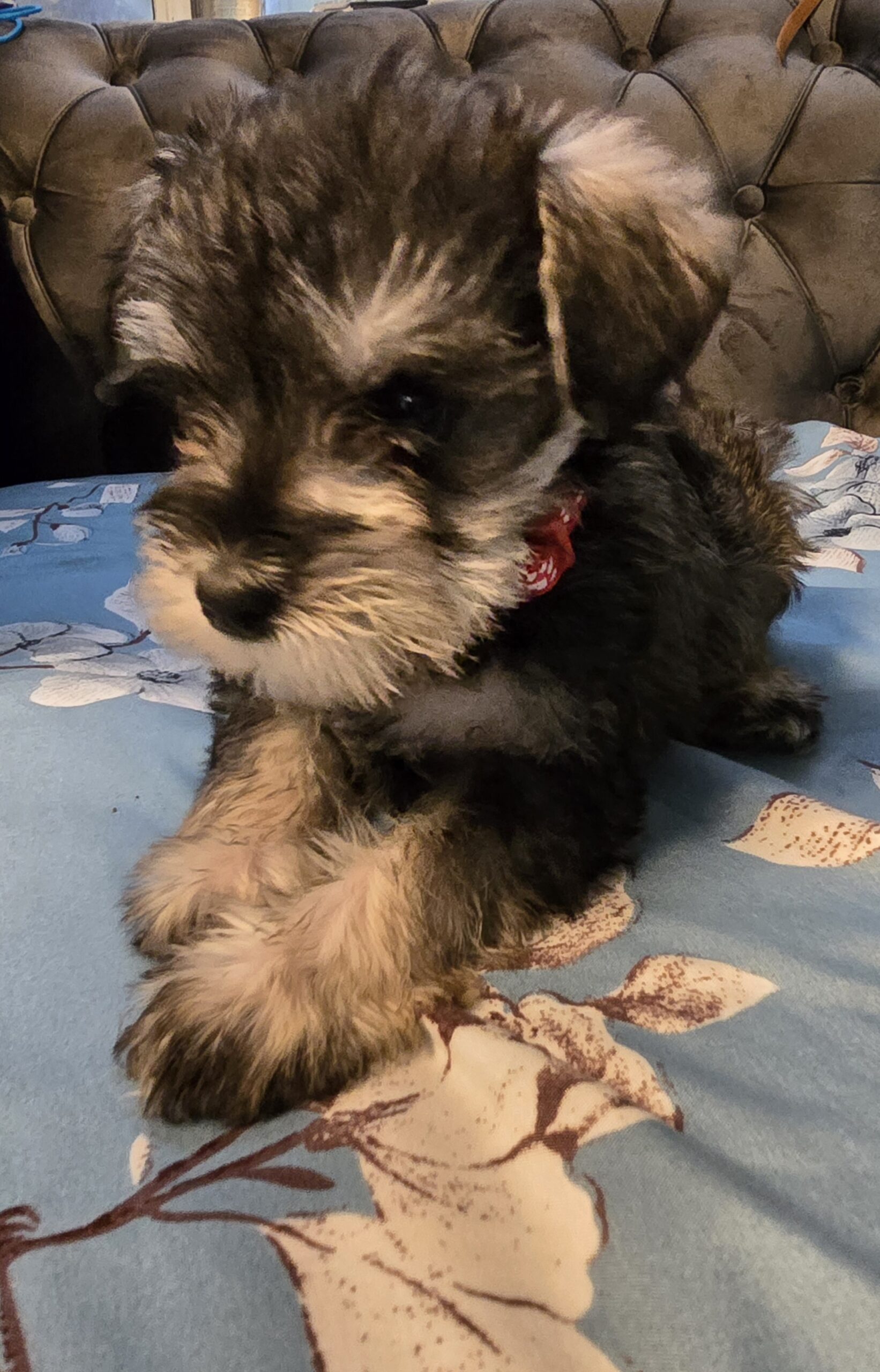 Puppies for sale Pepita