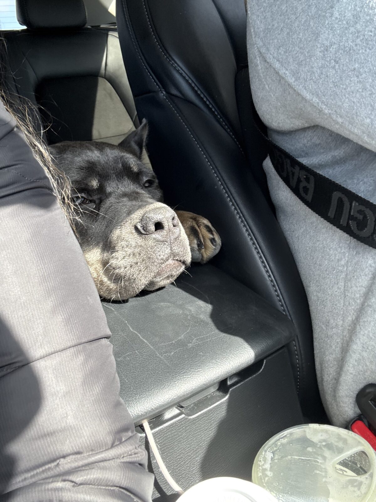 Cane Corso Puppy for sale