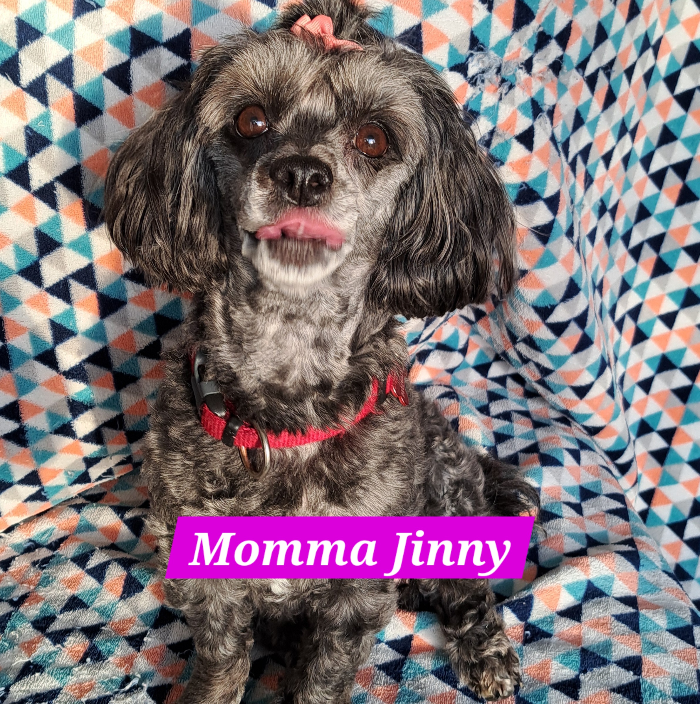 Bichon-Frise Toy Poodle Puppies for sale