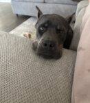 Cane Corso Puppy for sale