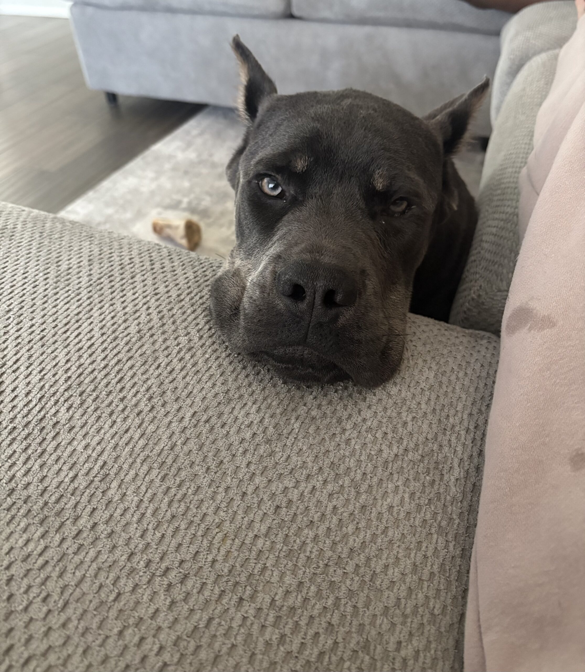 Cane Corso Puppy for sale