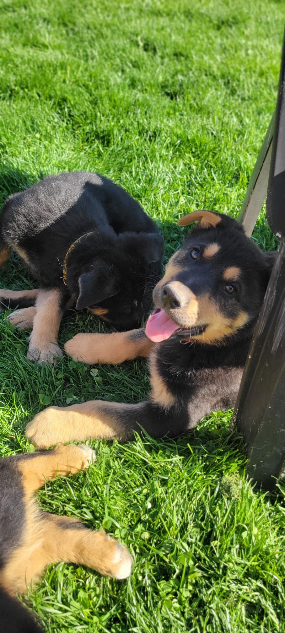 Puppies for sale