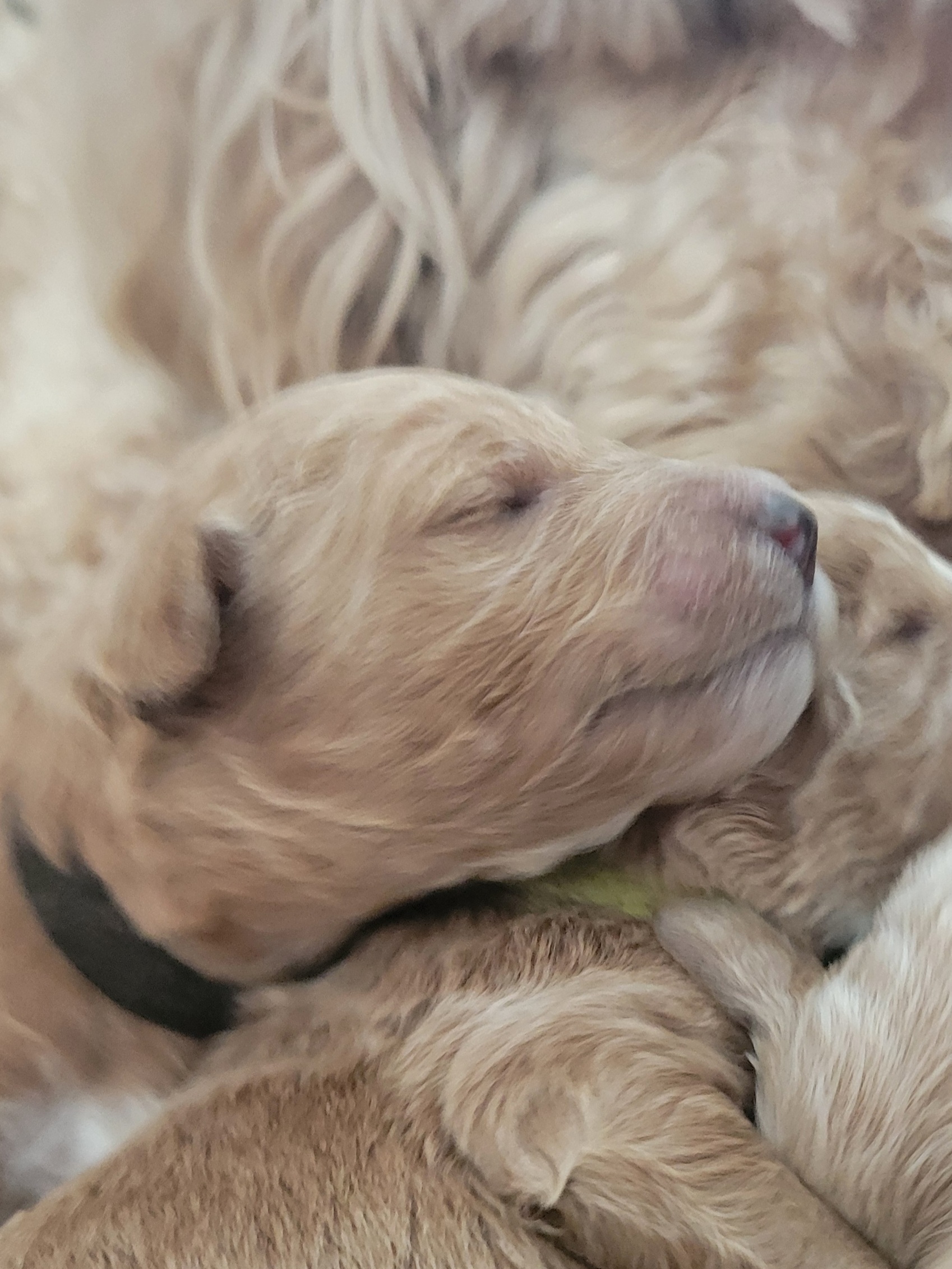 Goldendoodle Puppies for sale