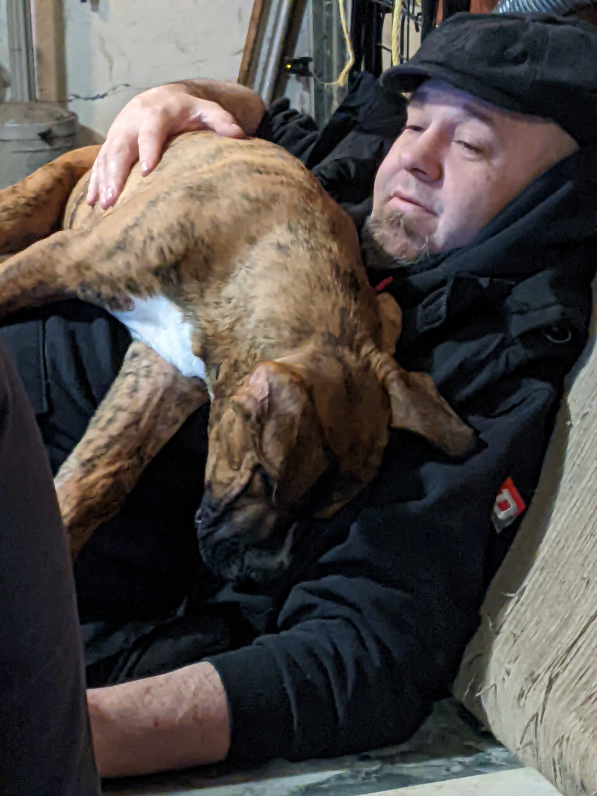 Red Nose American Pit Bull puppies for sale