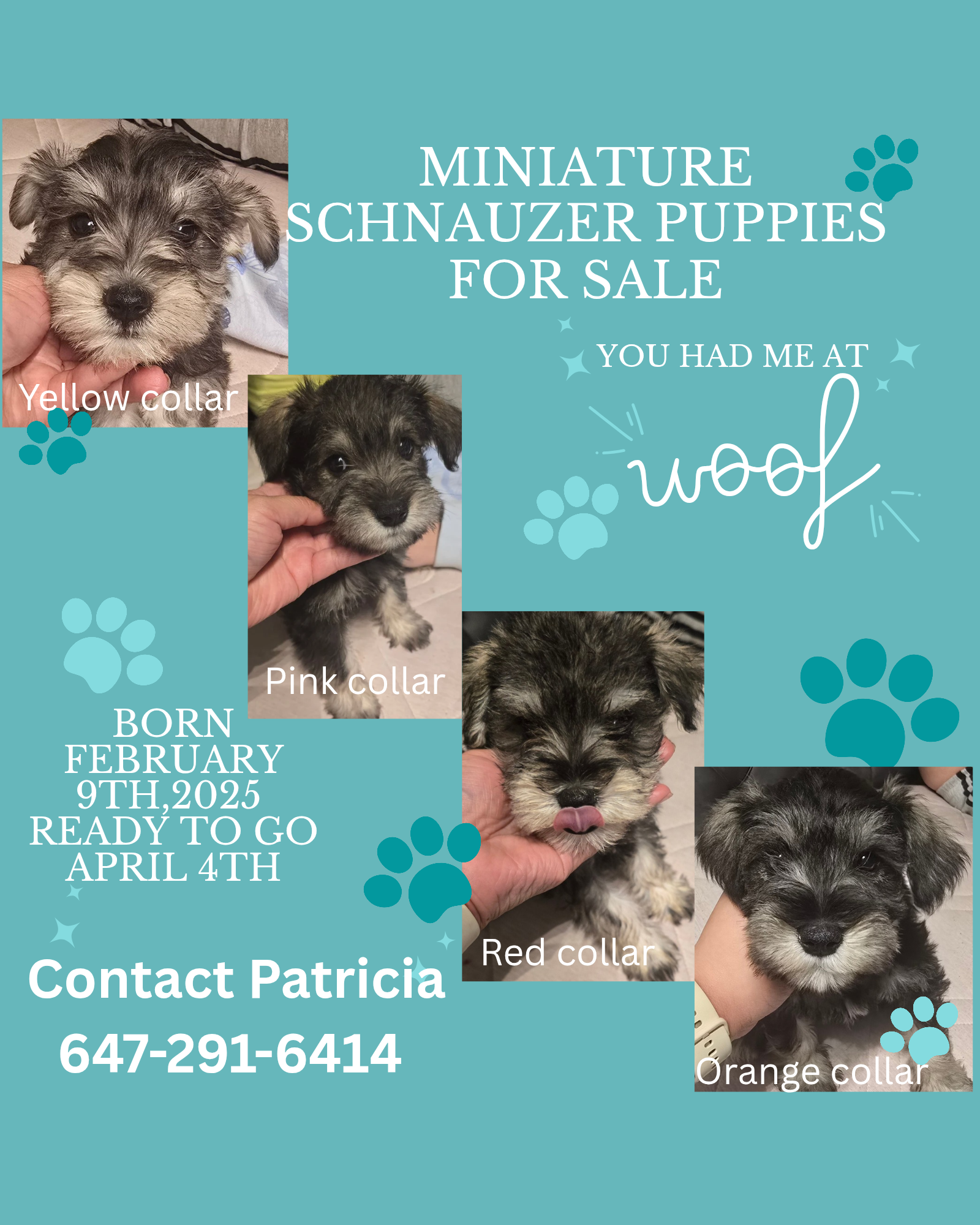 Puppies for sale
