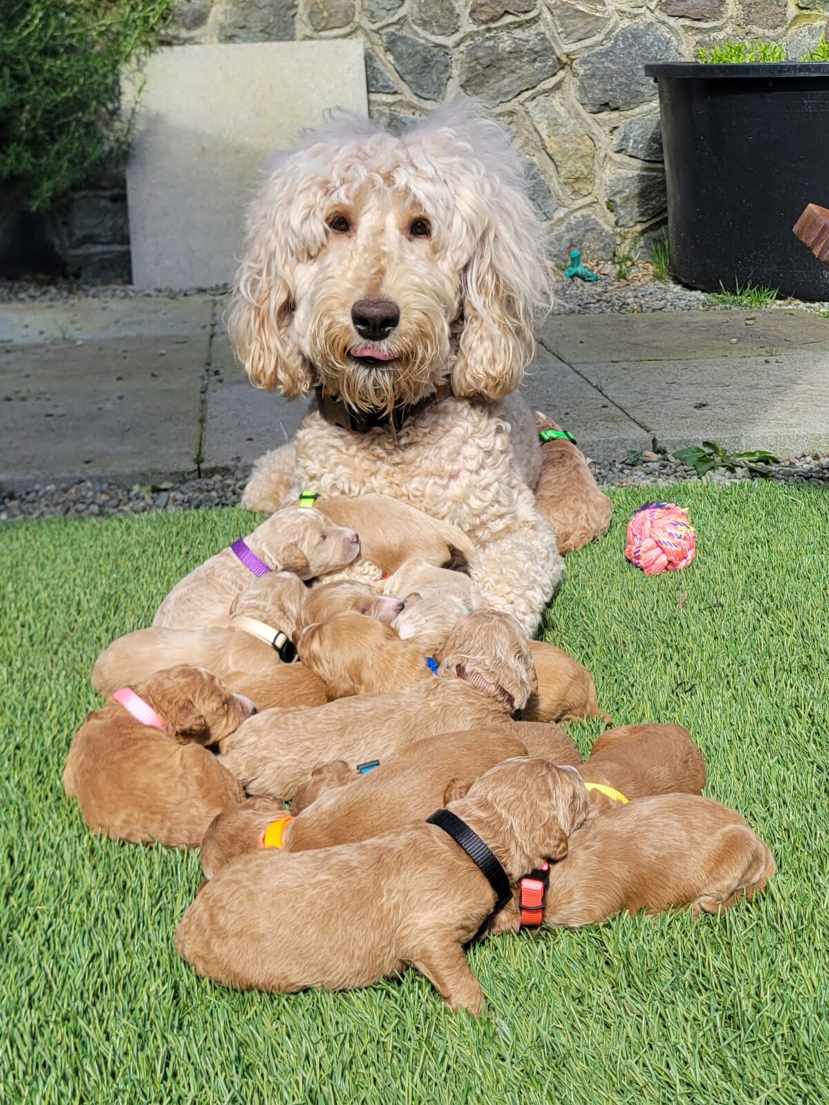 Goldendoodle Puppies for sale