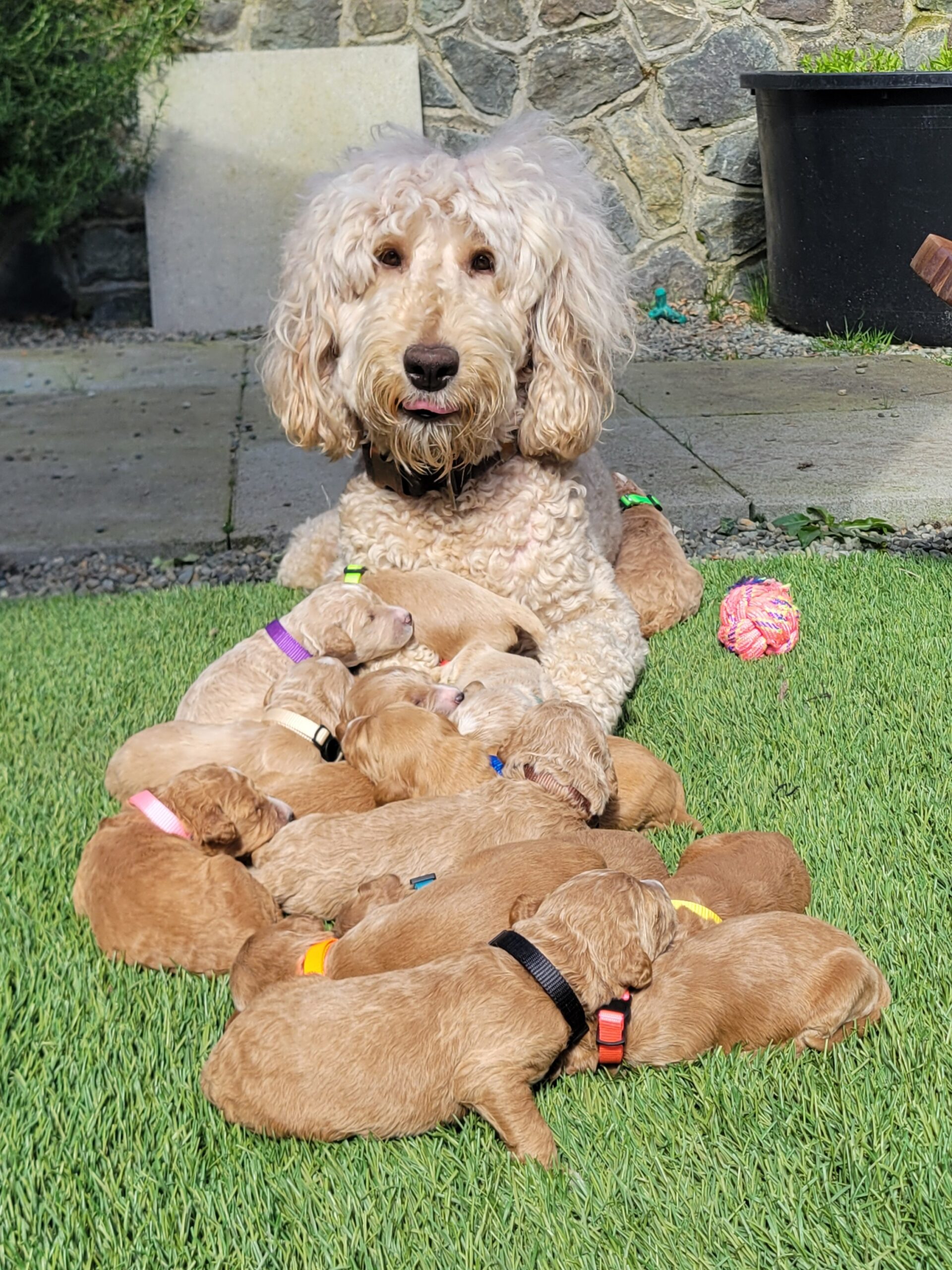 Goldendoodle Puppies for sale