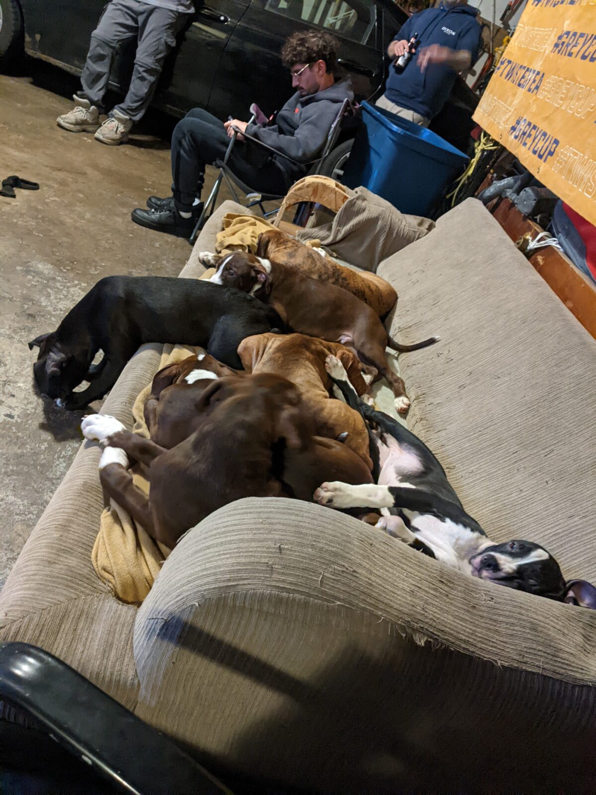 Red Nose American Pit Bull puppies for sale