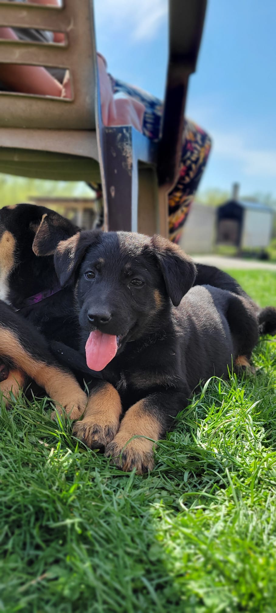 Puppies for sale